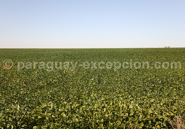 Culture extensive du soja au Paraguay