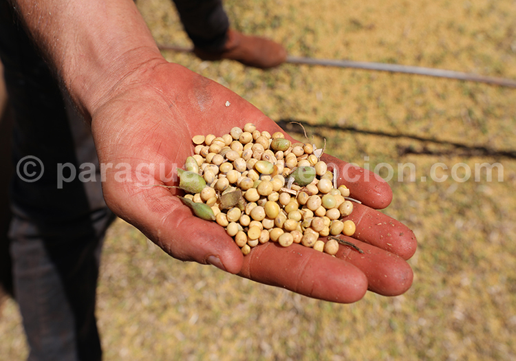 Graine de soja, Paraguay