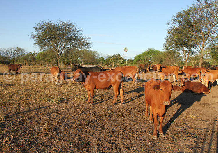 La viande Paraguayenne