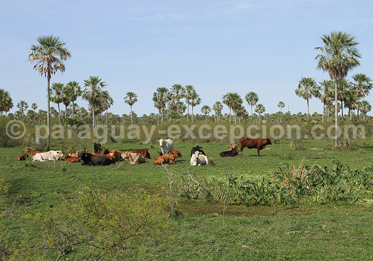 Région du Chaco, Paraguay