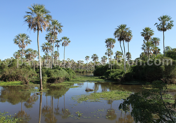 Pantanal Paraguayen