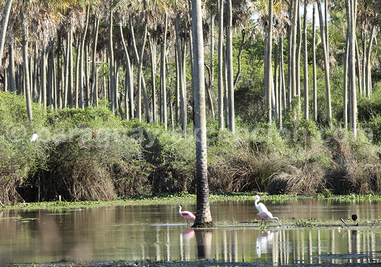 Parc national Rio Negro