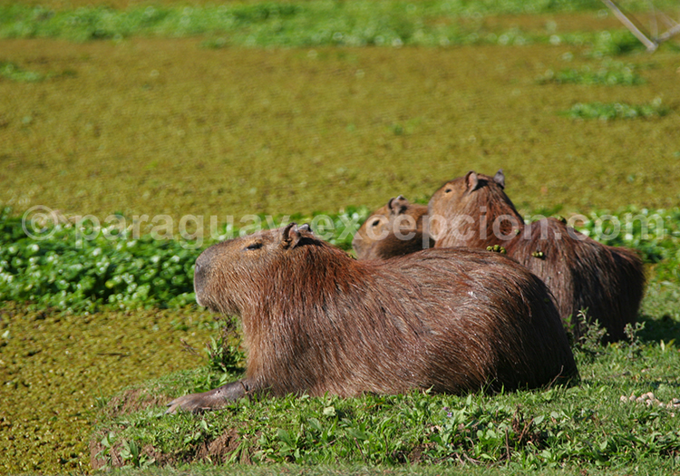 Découvrir le Chaco paraguayen, carpincho, animal du Chaco