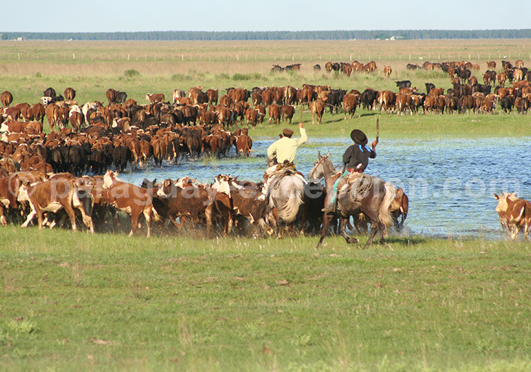 L’élevage au Paraguay