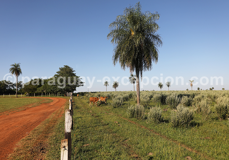 Région Yvy, Paraguay