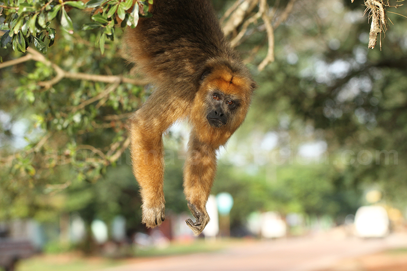 Singe caraya Santa Maria de Fe, Paraguay