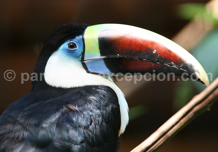 Parc aux oiseaux, Iguaçu, Brésil