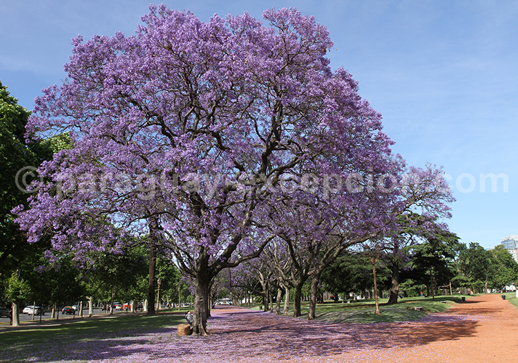 Buenos Aires sous les jacarandas