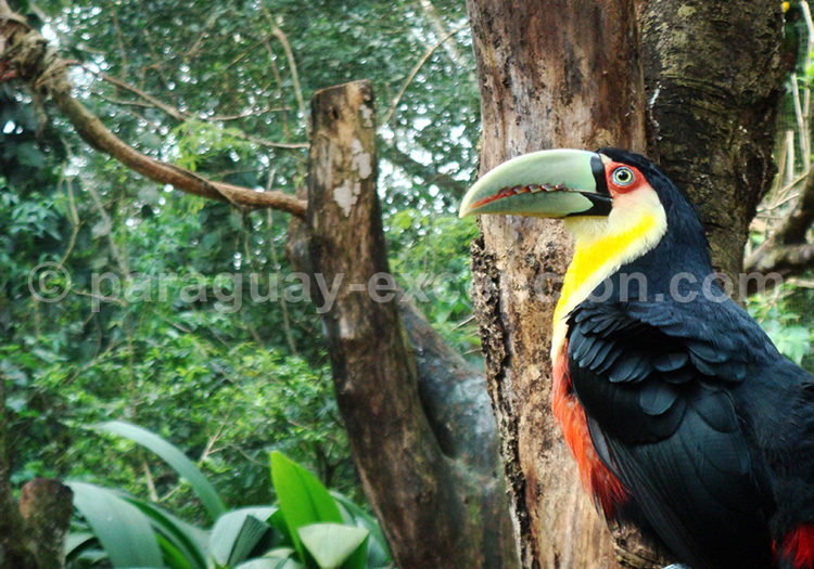 Faune aviaire d’Iguaçu