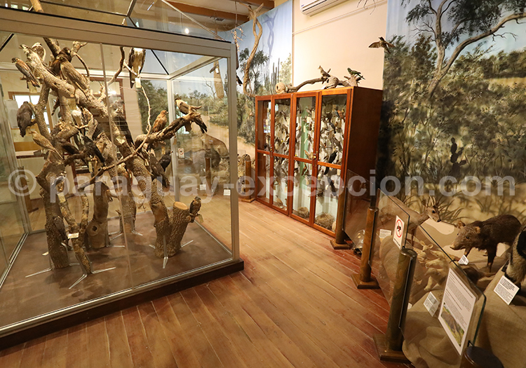 Musée Scientifique Filadelfia Chaco, Paraguay