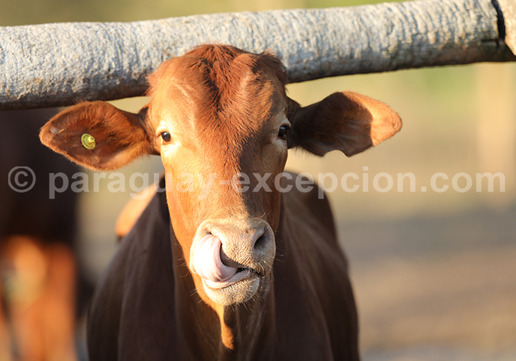 Vache du Chaco paraguayen avec Paraguay Excepción