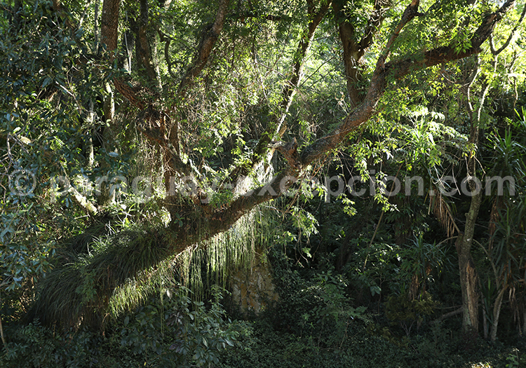 Parc national Rio Negro
