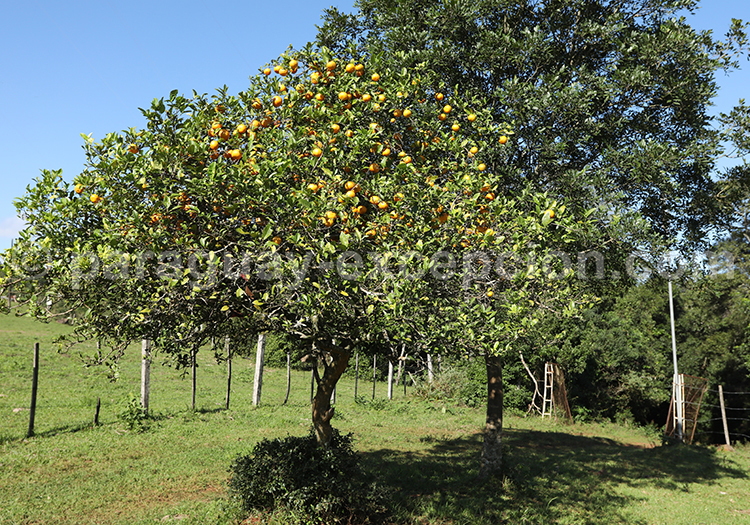 Oranges du Paraguay