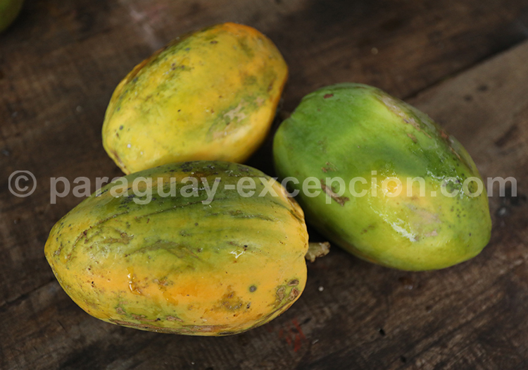 Mangue du Paraguay