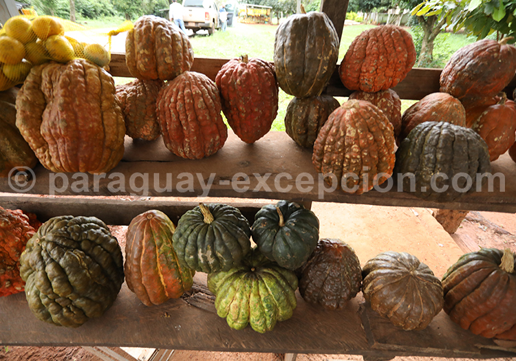 Courges du Paraguay