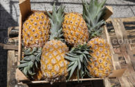 Ananas du Paraguay Ananas du Paraguay