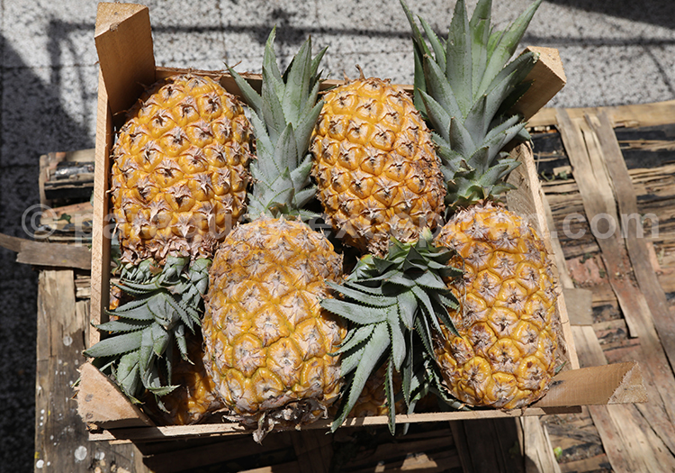 Ananas du Paraguay