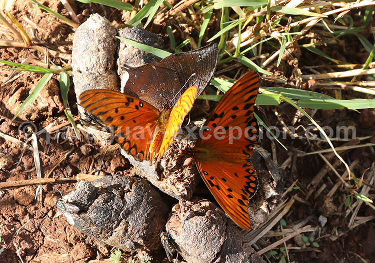 Agraulis vanillae maculosa