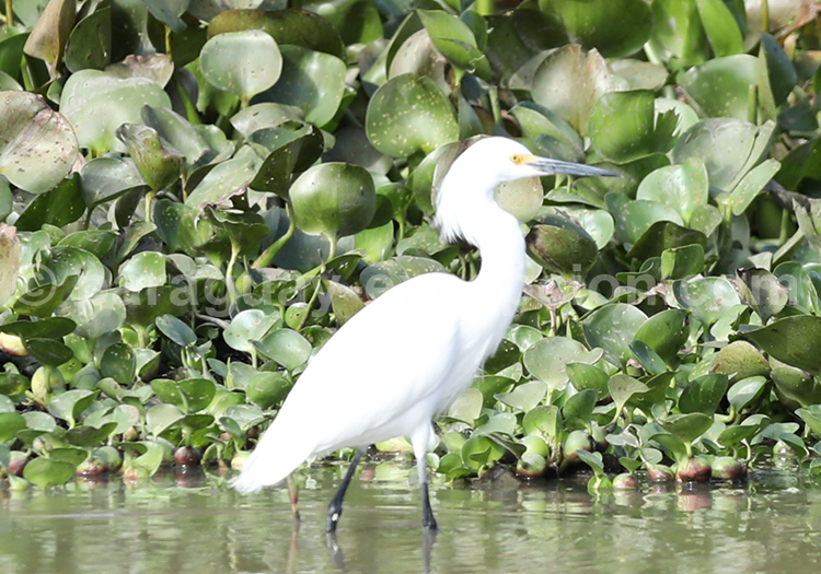 Aigrette neigeuse (Egretta thula)