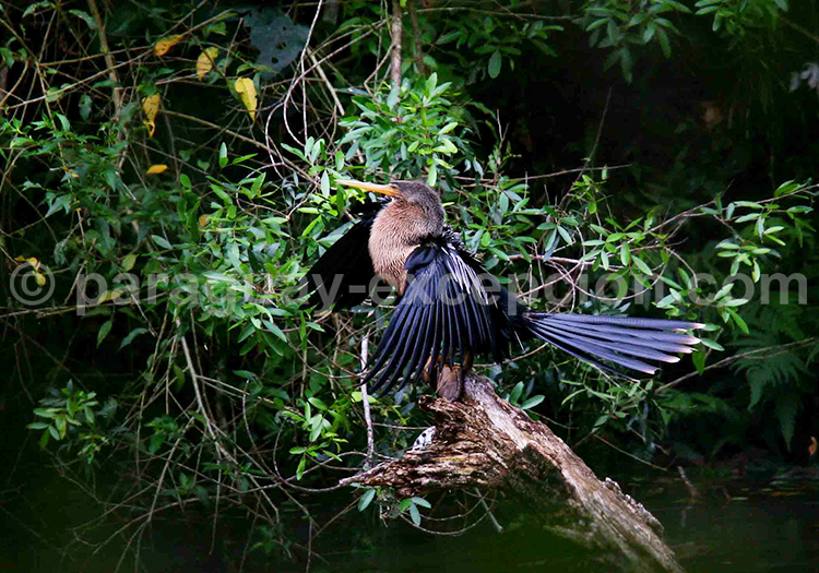 Anhinga d’Amérique