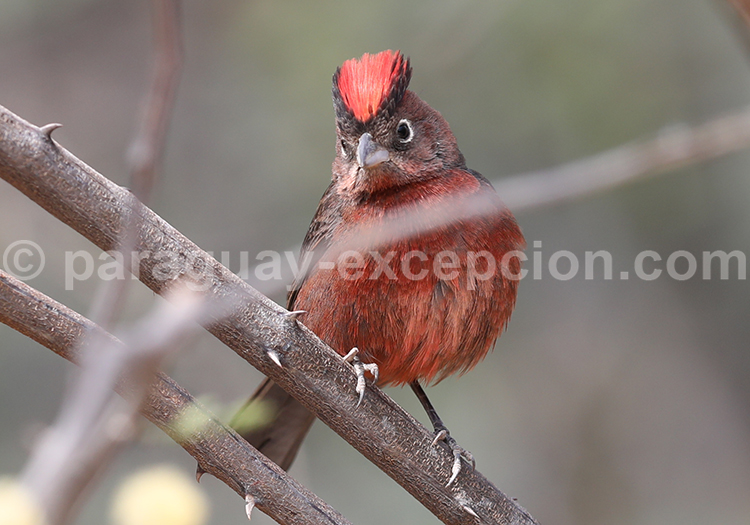 Araguira rougeâtre (Coryphospingus cucullatus)