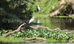 Aréas Silvestres Protegidas, Paraguay