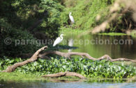 Aréas Silvestres Protegidas, Paraguay Aréas Silvestres Protegidas, Paraguay