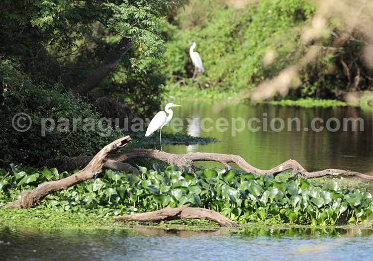 Aréas Silvestres Protegidas, Paraguay