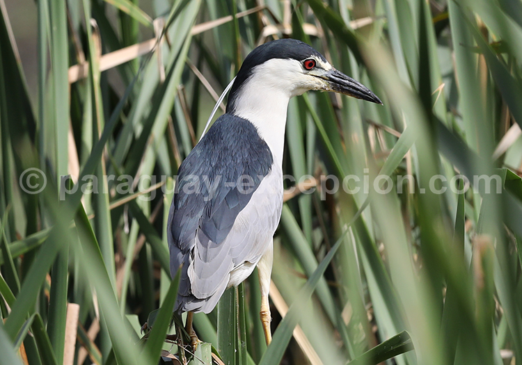 Bihoreau gris (Nycticorax nycticorax)