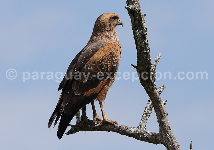 Buse roussâtre (Buteogallus meridionalis)