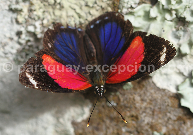 Papillon du Paraguay : Callicore pygas thamyras
