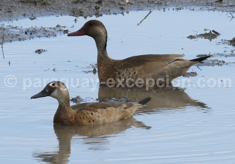 Canard amazonette (Amazonetta brasiliensis)