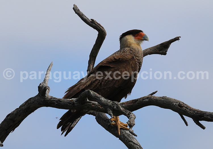 Caracara huppé ou Caracara à crête (Caracara plancus)