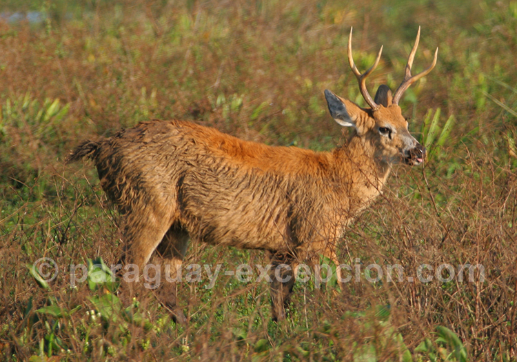 Cerf des marais au Paraguay