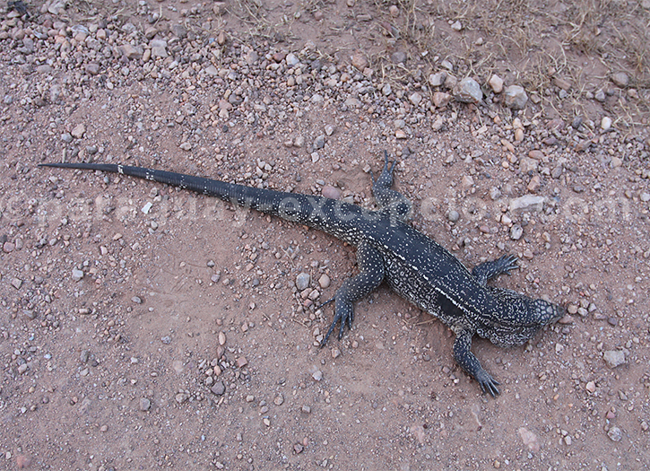 Tégu rouge, Paraguay
