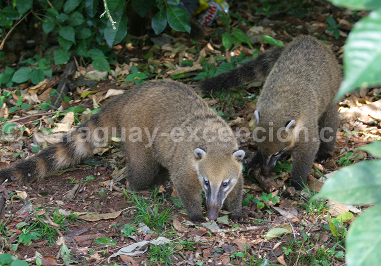 Coati à museau blanc (Nasua narica)