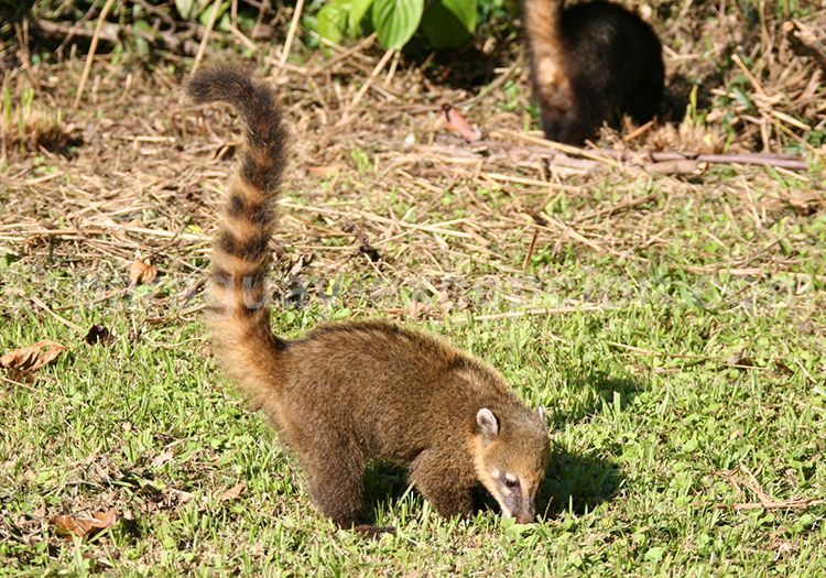Coati à museau blanc (Nasua narica)