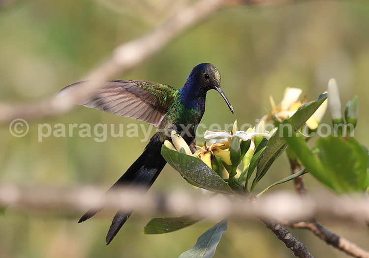 Colibri hirondelle (Eupetomena macroura)