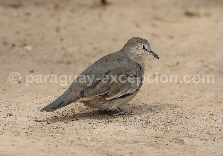 Colombe picui (Columbina picui)