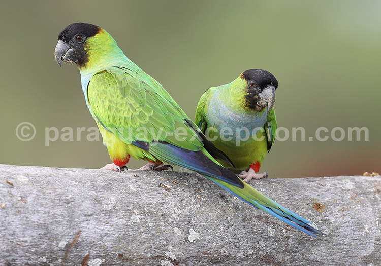Conure nanday (Aratinga nenday)