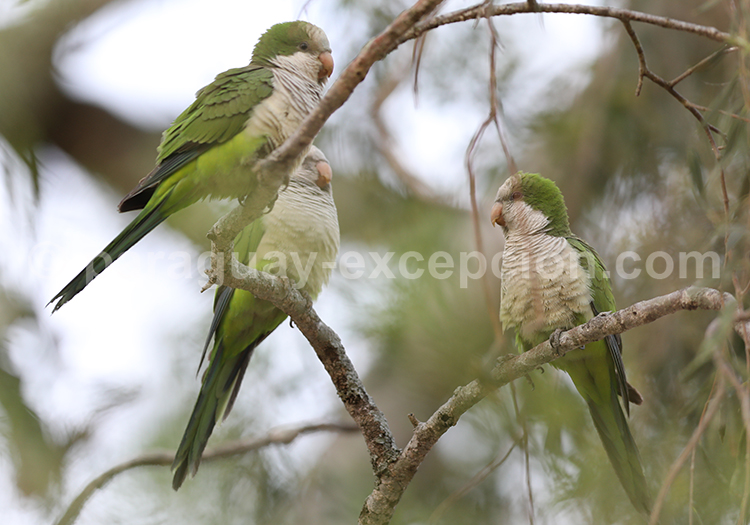 Conure veuve (Myiopsitta monachus)