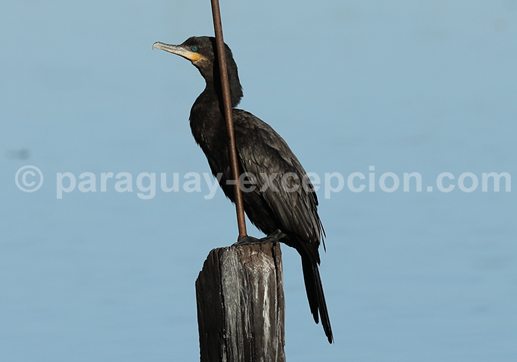 Cormoran vigua (Phalacrocorax brasilianus)