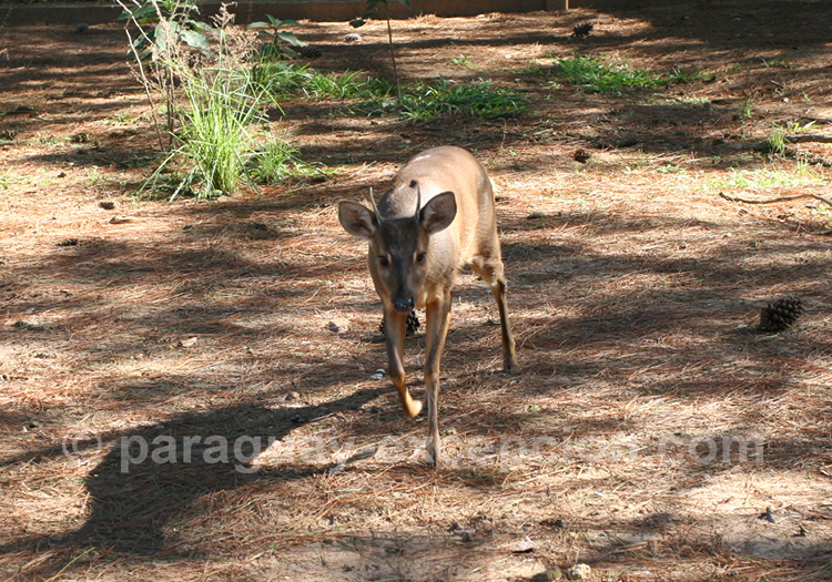 Daguet gris (Mazama gouazoubira)
