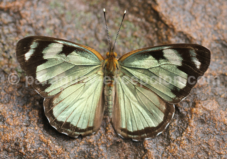 Dynamine postverta postverta