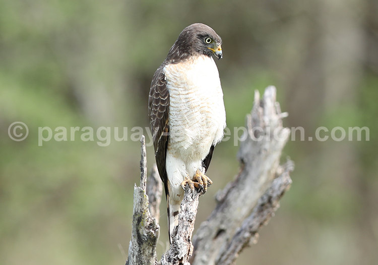 Faucon pèlerin (Falco peregrinus)