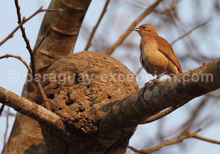 Fournier roux (Furnarius rufus)