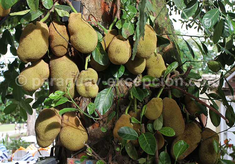 Fruit de Jack, Paraguay