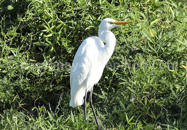 Grande Aigrette (Ardea alba)