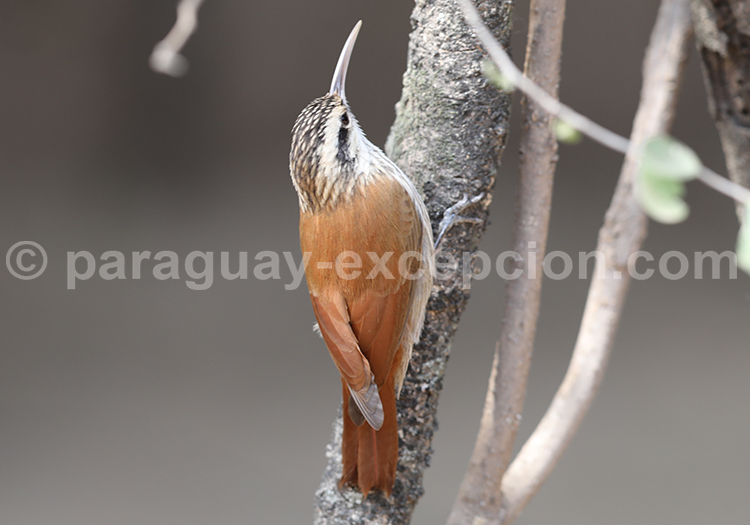 Grimpar à bec étroit (Lepidocolaptes angustirostris)