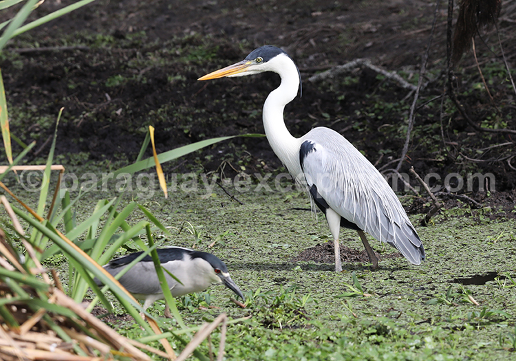 Héron cocoi (Ardea cocoi)